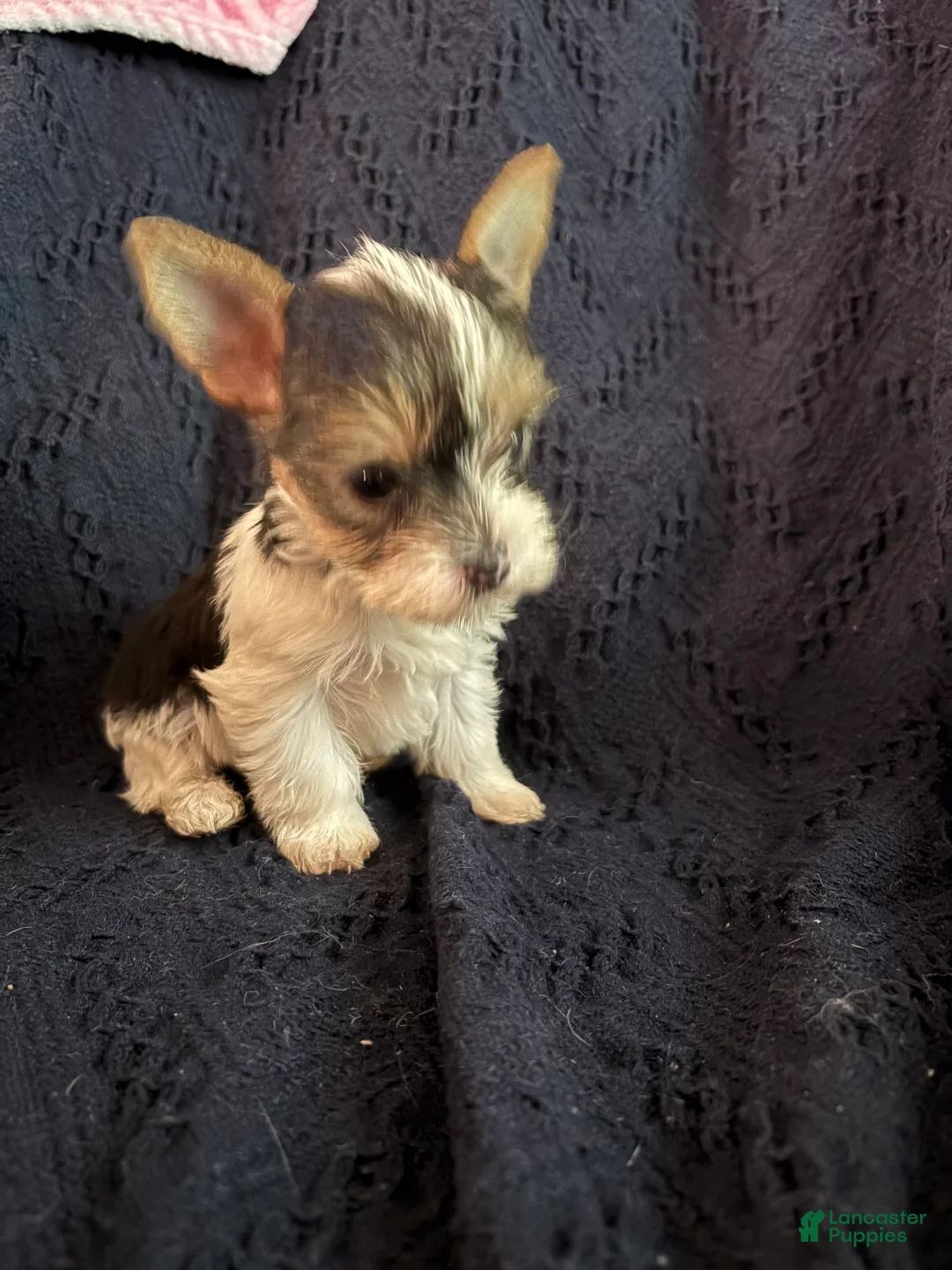 Yorkshire Terrier dogs for sale: Yorkshire Terrier 2 - Ad 1