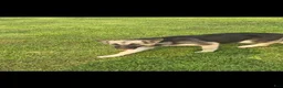 Gerberian Shepsky dogs for sale: Gerberian Shepsky 2 - Ad 5
