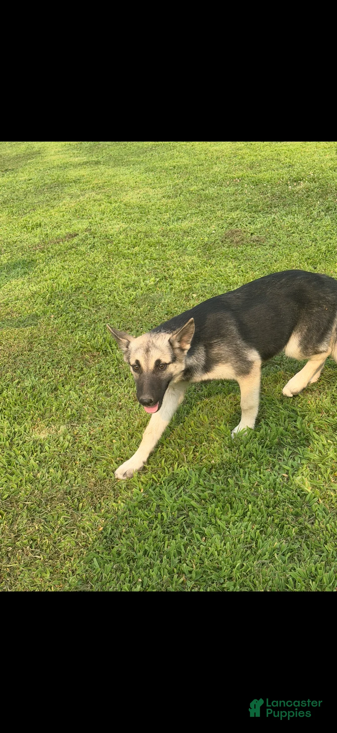 Gerberian Shepsky dogs for sale: Gerberian Shepsky 2 - Ad 5