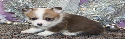 Welsh Corgi Pembroke dogs for sale: Sophie OFA Parents - Ad 18