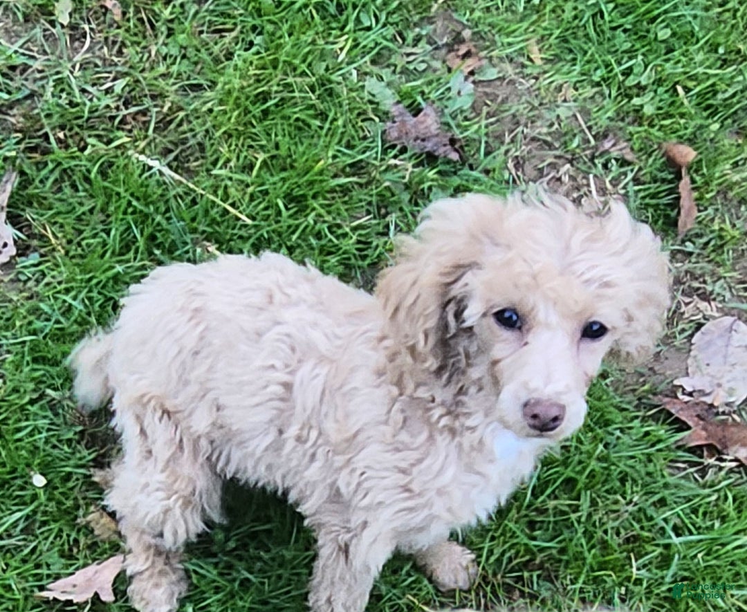Toy Poodle dogs for sale: Happy  - Ad 3