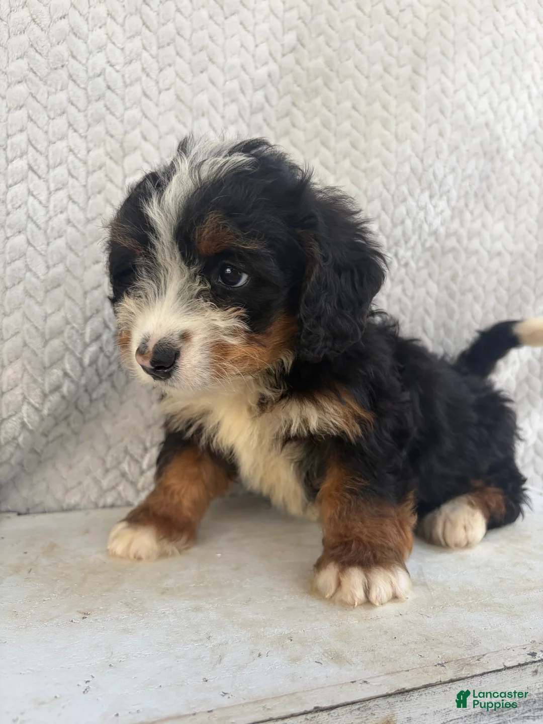 Mini Bernedoodle dogs for sale: Summer - Ad 1