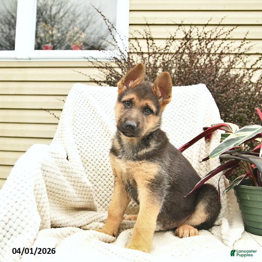 German Shepherd dogs for sale: Hobbit  - Ad 3