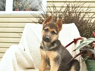 German Shepherd dogs for sale: Hobbit - Ad 3