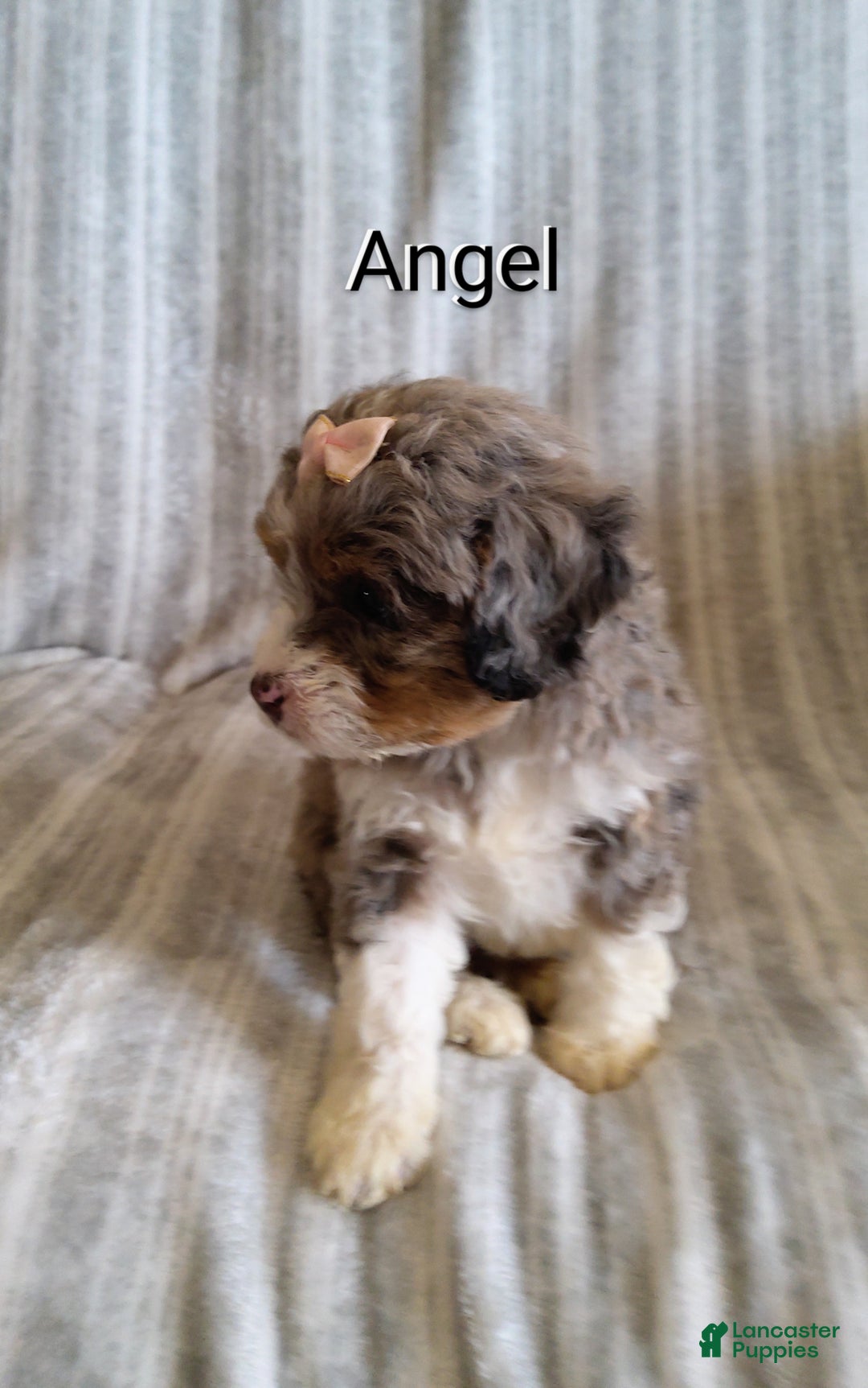 Mini Bernedoodle dogs for sale:  Angel  - Ad 7