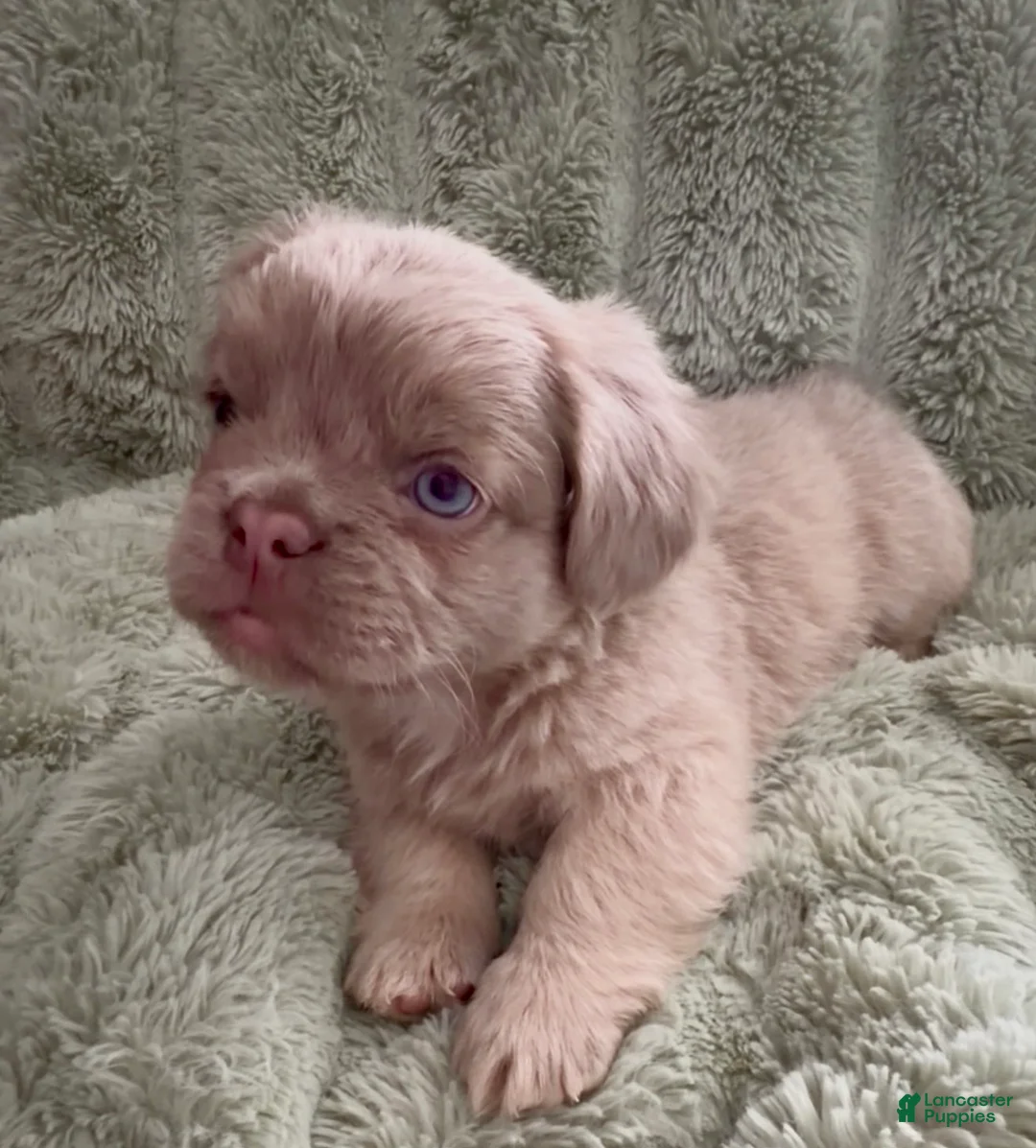 French Bulldog dogs for sale: Doc - Ad 1