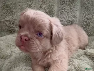 French Bulldog dogs for sale: Doc - Ad 4