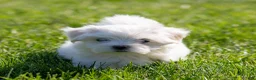 Maltese dogs for sale: Millie Maltese Puppy  - Ad 1