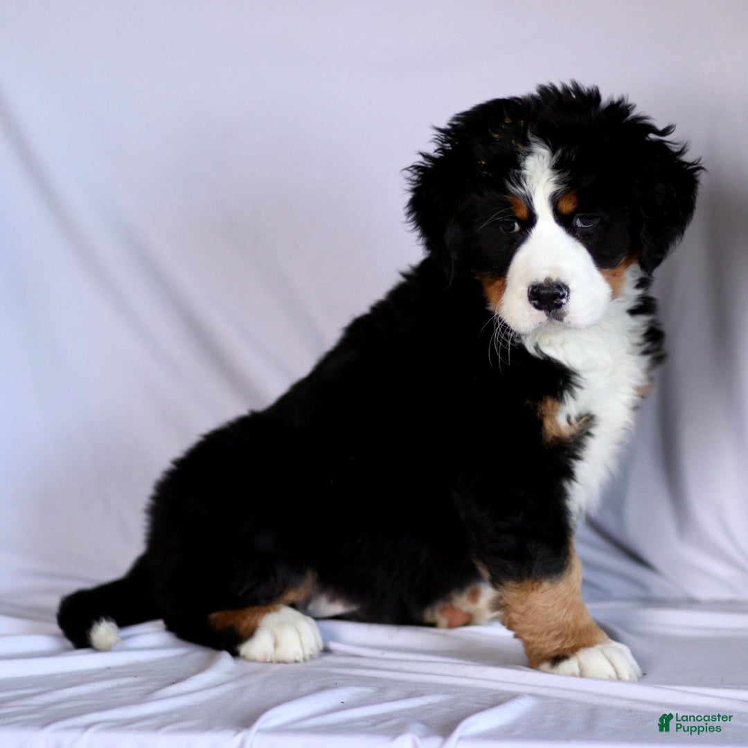 Bernese Mountain Dog dogs for sale: Serena - Ad 3