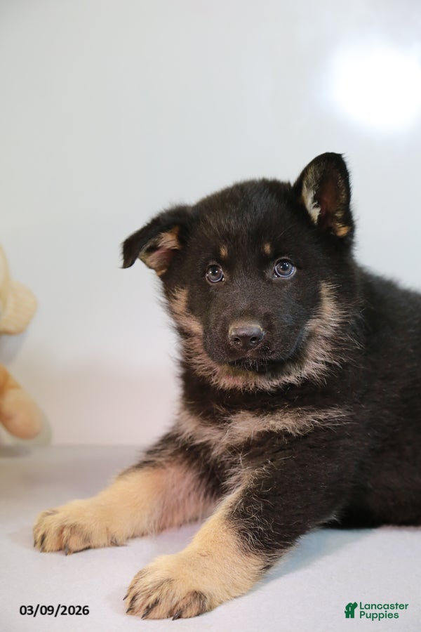 German Shepherd dogs Micky - Ad 2