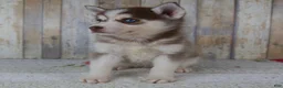 Pomsky dogs for sale: Cash - Ad 6