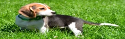 Beagle dogs for sale: Betty - Ad 3