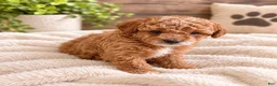 Cavapoo dogs for sale: Nola  - Ad 2