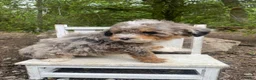 Bernedoodle dogs for sale: Rocky - Ad 9