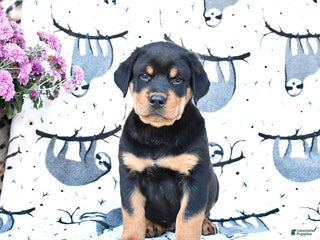 Rottweiler dogs - Ad 34