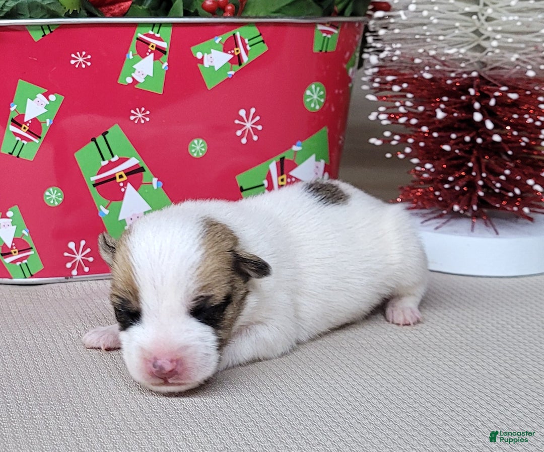 Jack Russell Terrier dogs for sale: Westfork's TATE - Ad 4