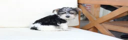 Yorkshire Terrier dogs for sale: Rocky - Ad 2