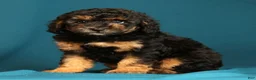 Miniature Poodle dogs for sale: Corey - Ad 5