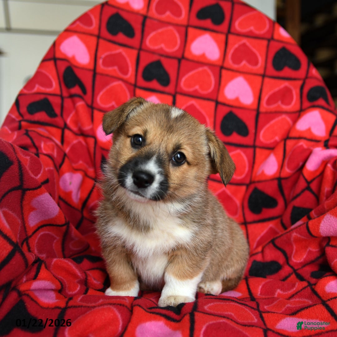 Welsh Corgi Pembroke dogs for sale: Sprinkles - Ad 1