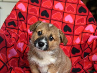 Welsh Corgi Pembroke dogs Sprinkles - Ad 5