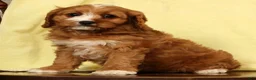 Cavapoo dogs for sale: Bella - Ad 8
