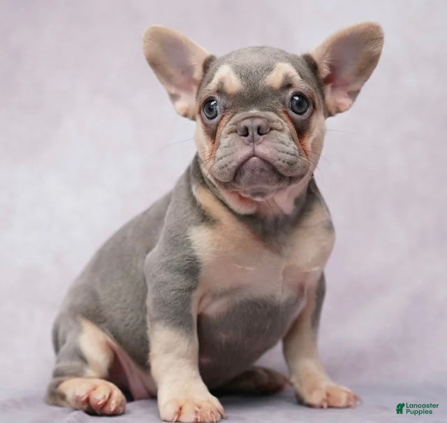 French Bulldog dogs French Bulldog 4 - Ad 41