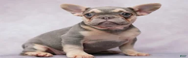 French Bulldog 4