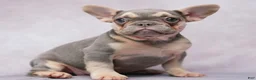French Bulldog dogs for sale: French Bulldog 4 - Ad 1
