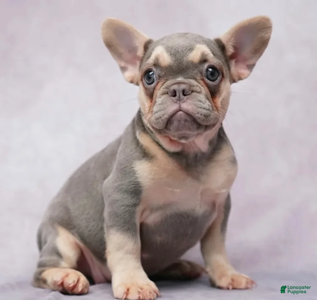 French Bulldog dogs for sale: French Bulldog 4 - Ad 1