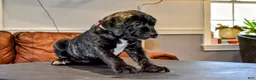 Presa Canario dogs for sale: Ms Pink - Ad 6