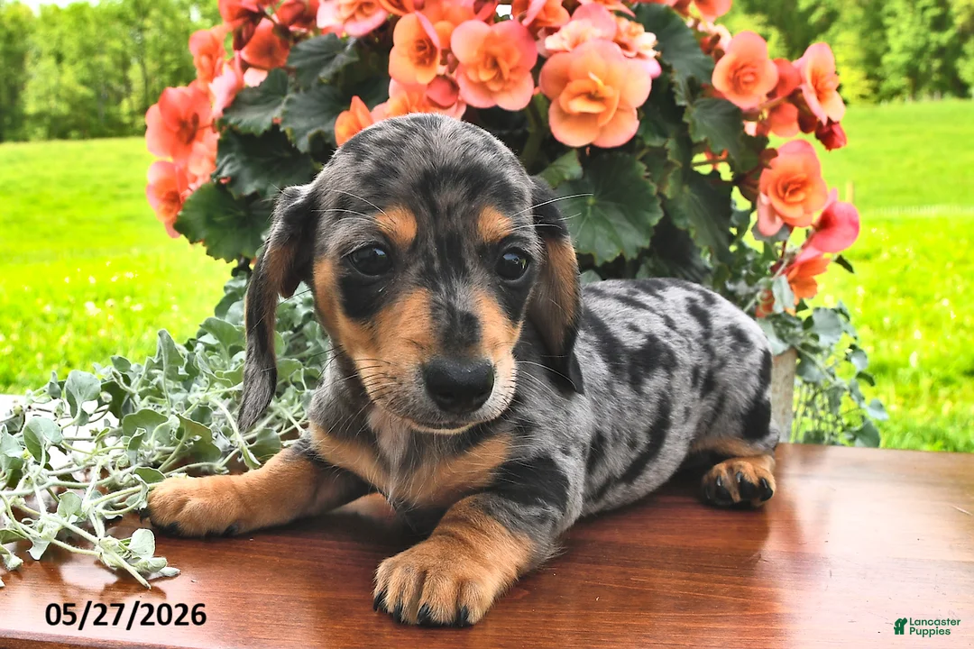 Miniature Dachshund dogs for sale: Dahlia - Ad 1