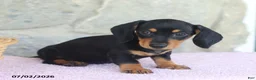 Miniature Dachshund dogs for sale: Colt - Ad 4