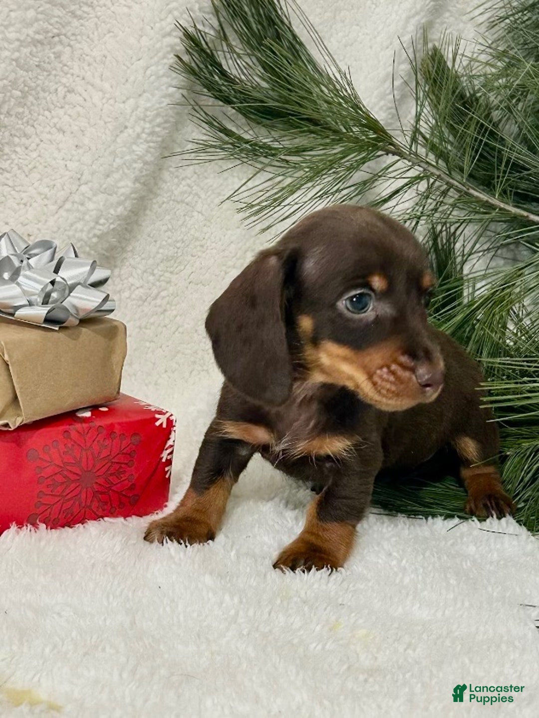 Miniature Dachshund dogs for sale: Jasper - Ad 4