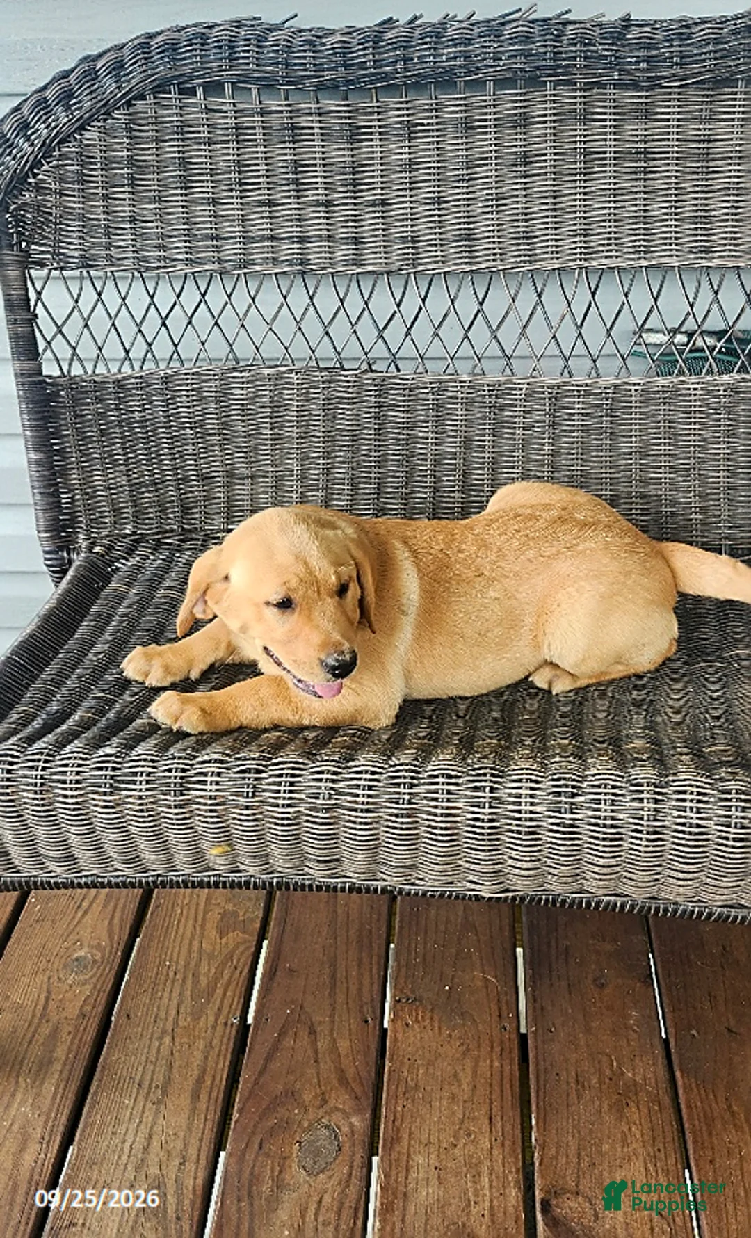 Labrador Retriever dogs for sale: Payton - Ad 2