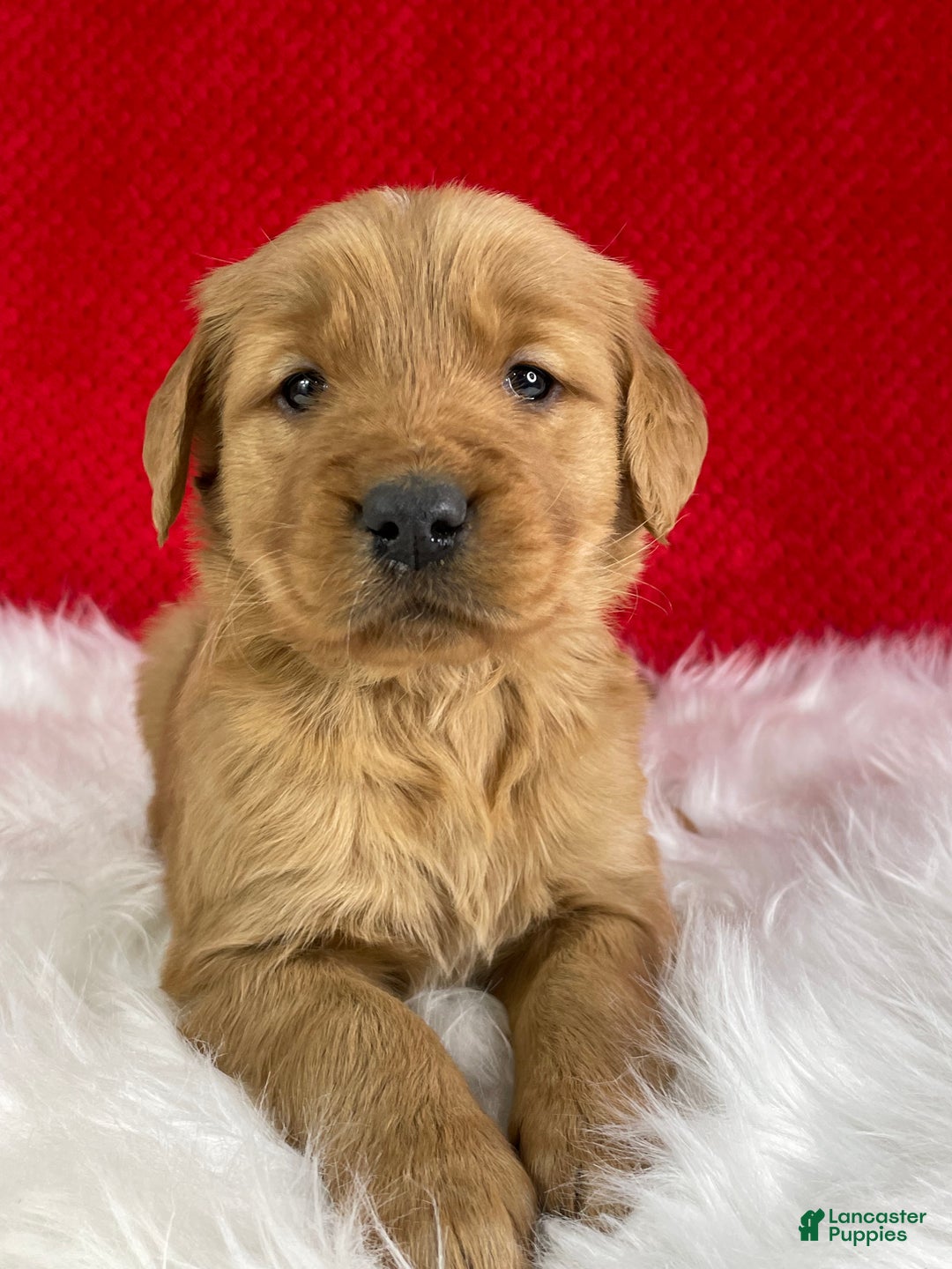 Golden Retriever dogs for sale: Ivy - Ad 1