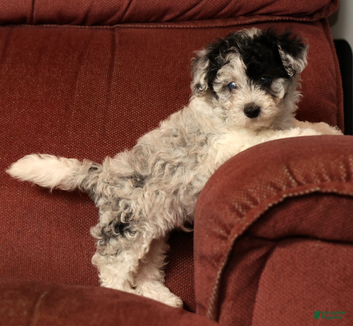 Havapoo dogs Banjo - Ad 1