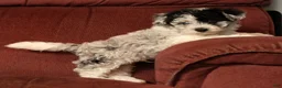 Havapoo dogs for sale: Banjo - Ad 1