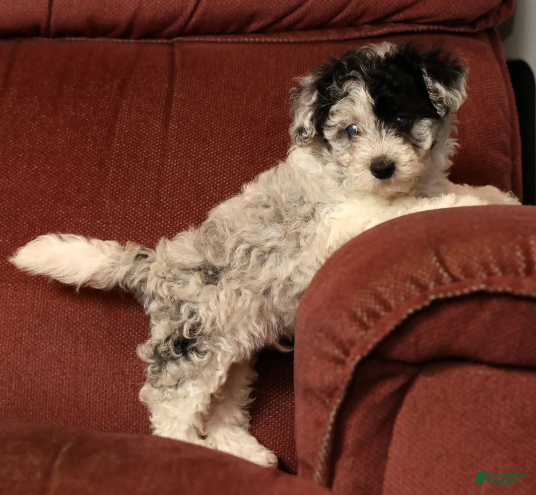 Havapoo dogs for sale: Banjo - Ad 1