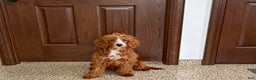 Cavapoo dogs for sale: Davey F1 - Ad 5