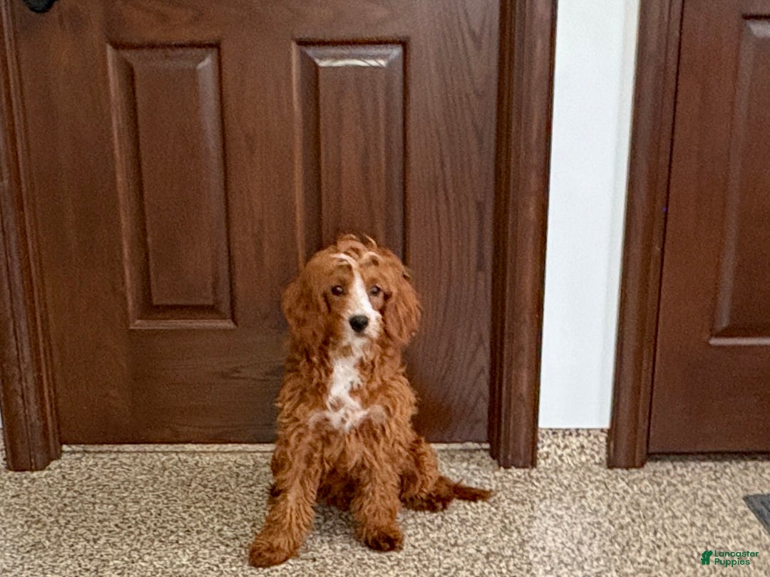 Cavapoo dogs for sale: Davey F1 - Ad 5