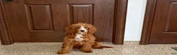 Cavapoo dogs for sale: Davey F1 - Ad 6