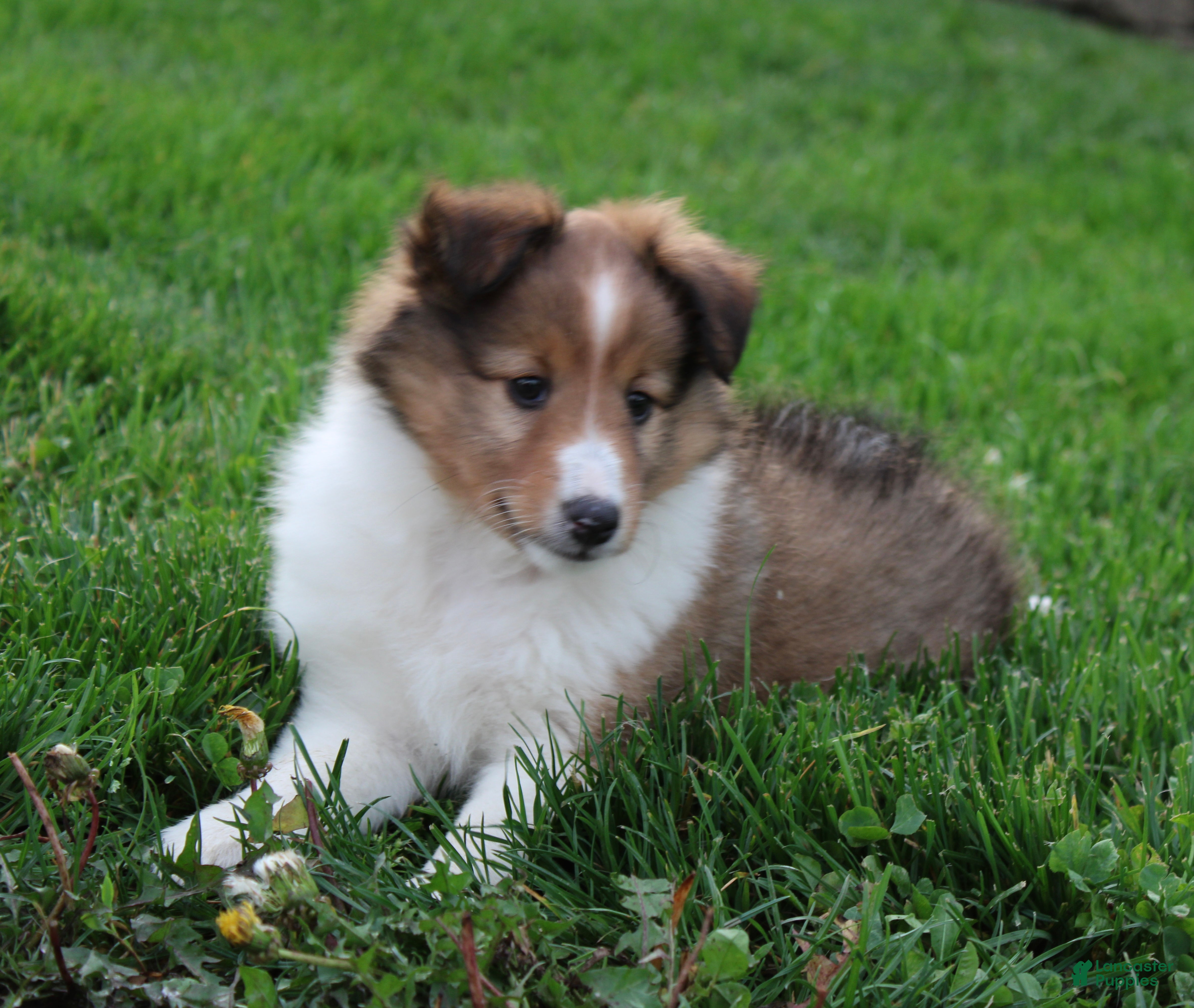 Shetland Sheepdog dogs Blossom Shetland Sheepdog  - Ad 1
