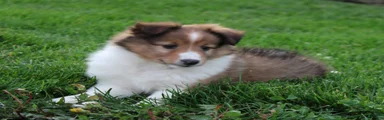 Blossom Shetland Sheepdog 