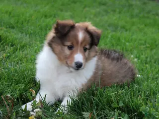 Shetland Sheepdog dogs for sale: Blossom Shetland Sheepdog - Ad 4