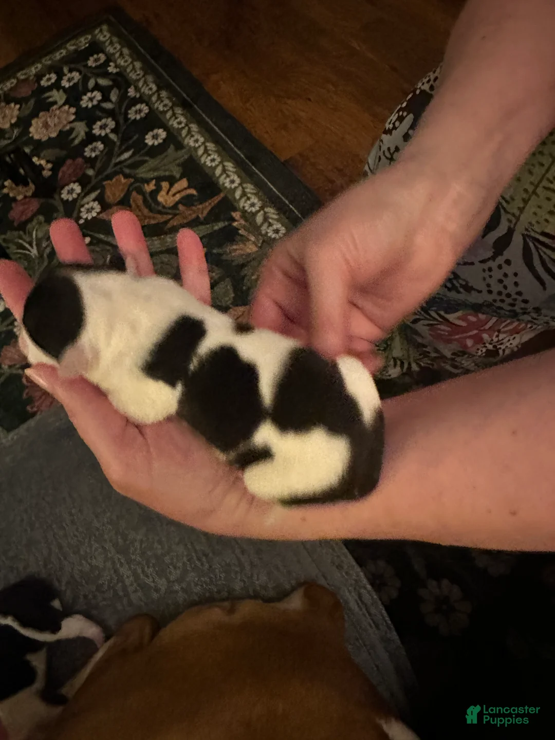 Mixed Breed dogs for sale: English Bulldog Puppy 8 - Ad 4