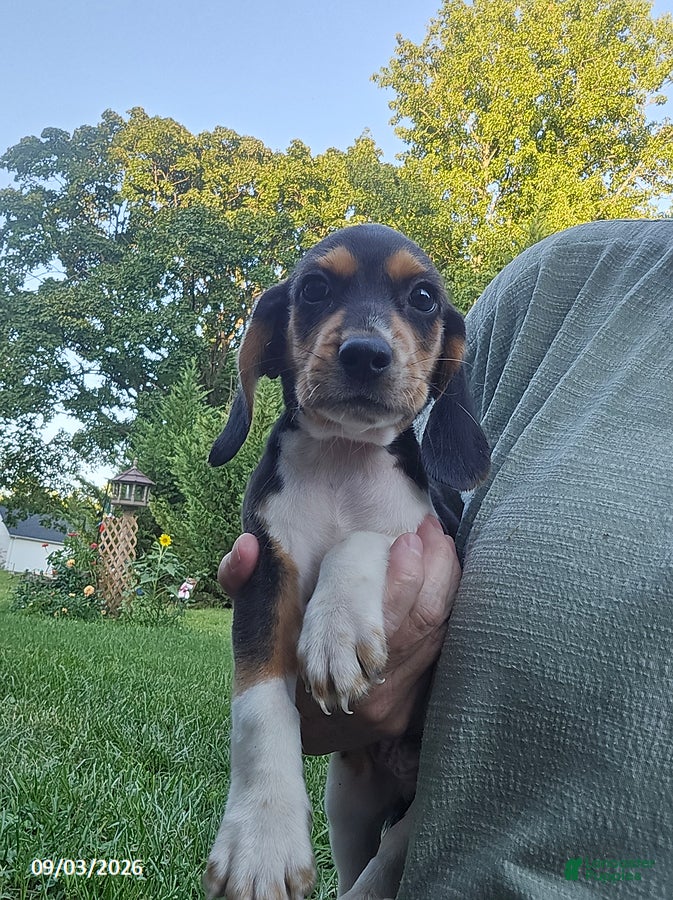 Beagle dogs Buddy - Ad 2