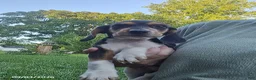 Beagle dogs for sale: Buddy - Ad 2