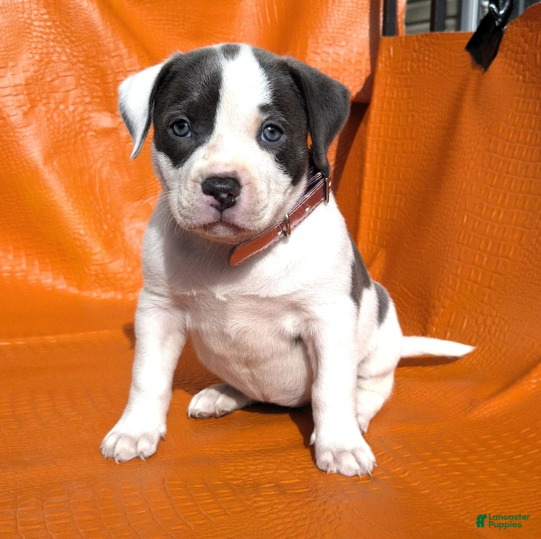 American Bully dogs for sale: MEG THA STALLION - Ad 2