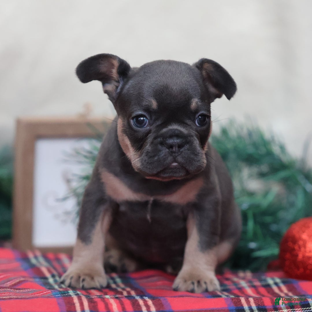 French Bulldog dogs for sale: Ashley  - Ad 1