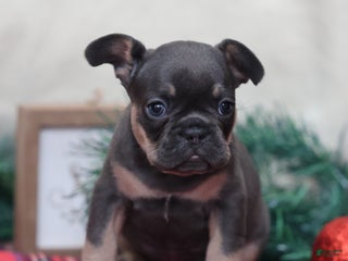 French Bulldog dogs Ashley - Ad 23